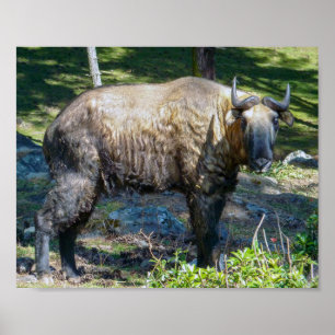 Affiche Takin, national animal of Bhutan - Himalaya, Asia
