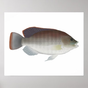 Affiche Talipia bleu