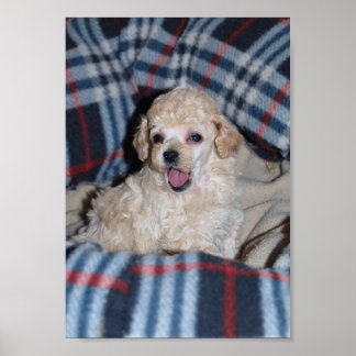Affiche Talking Tan Toy Poodle Puppy