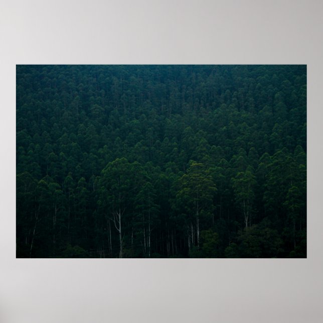 AFFICHE TALL GREEN TREES (Devant)