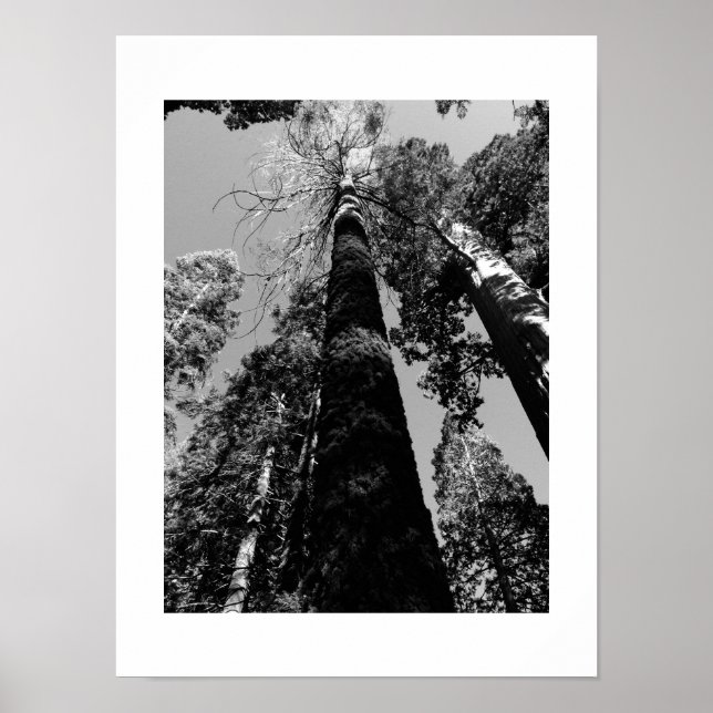 Affiche Tall Trees en Yosemite Photographie noir et blanc (Devant)