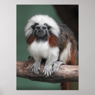 Affiche Tamarin de Coton-dessus