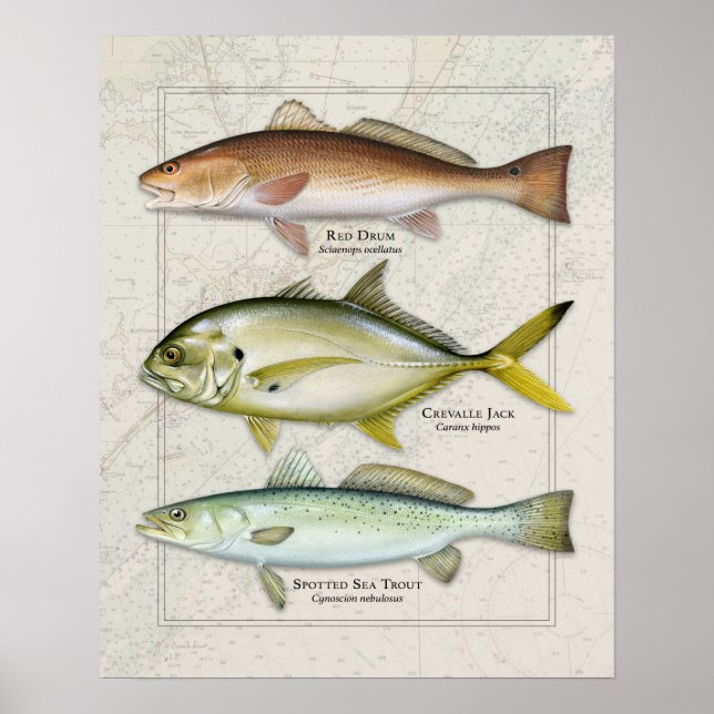 Affiche Tambour rouge, Jack Crevalle, Trio truite de mer (Devant)