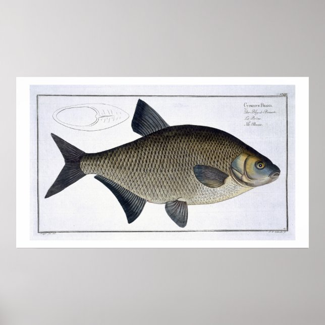 Affiche Tamise (Cyprinus Brama) XIII de 'Ichthyolog (Devant)