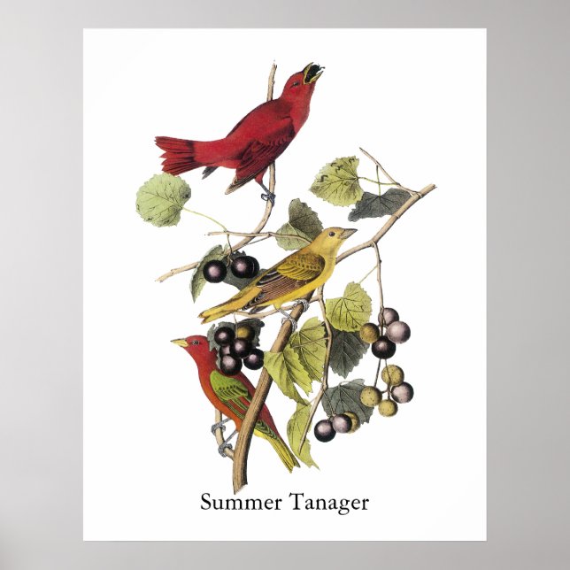 Affiche Tanager d'été par John Audubon (Devant)