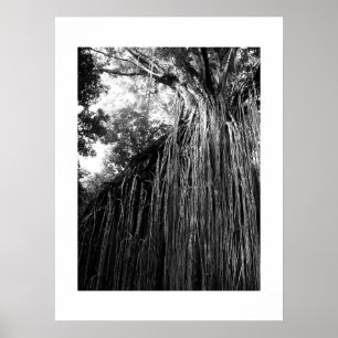 Affiche Tangled Tree Australie Photographie noir et blanc