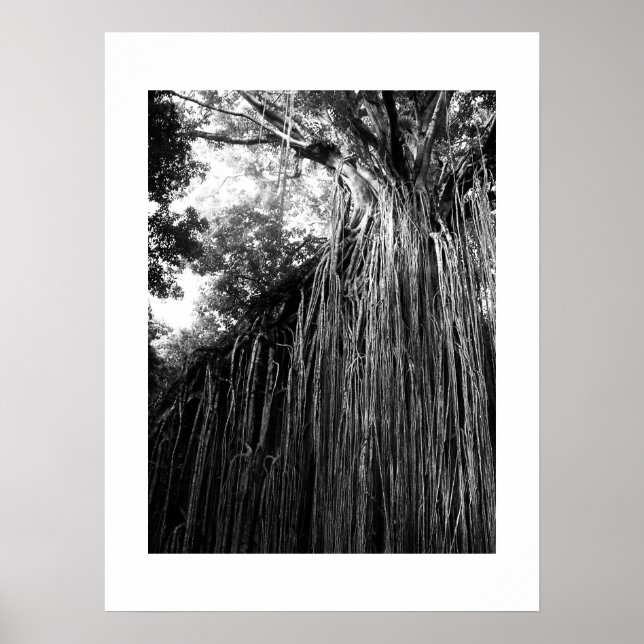 Affiche Tangled Tree Australie Photographie noir et blanc (Devant)