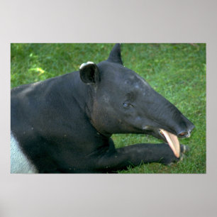 Affiche Tapir