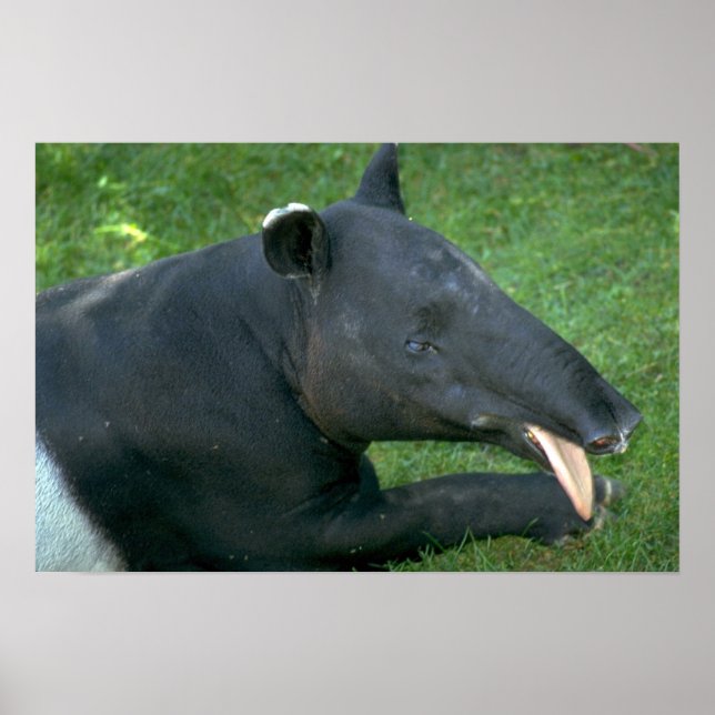Affiche Tapir (Devant)