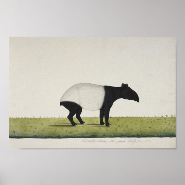Affiche Tapir (Devant)