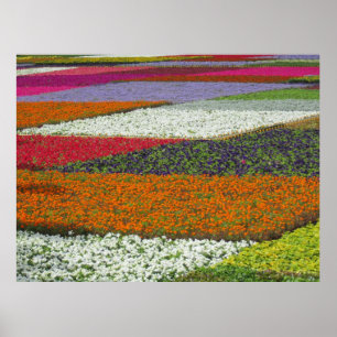 Affiche Tapis de fleurs