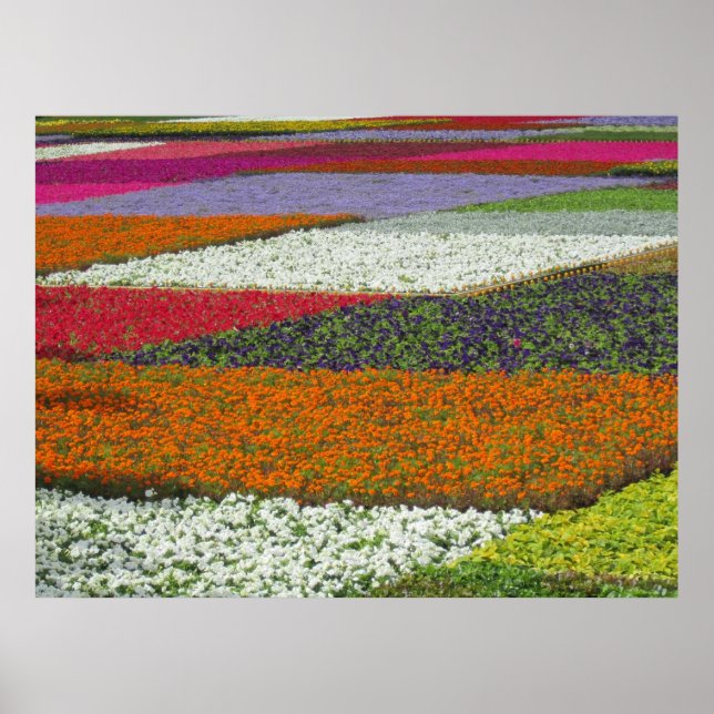 Affiche Tapis de fleurs (Devant)