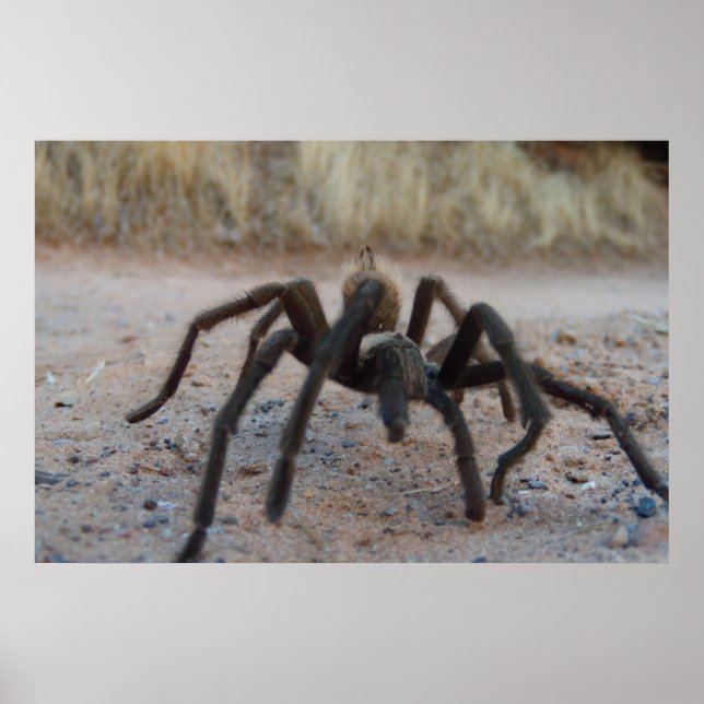 Affiche Tarantula (Devant)
