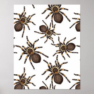 Affiche Tarantula sur blanc