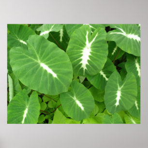 Affiche Taro variable