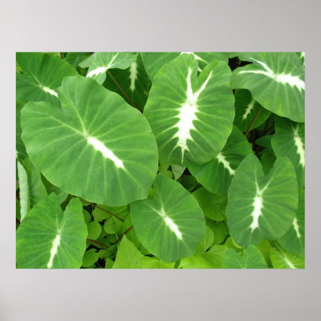 Affiche Taro variable (Devant)