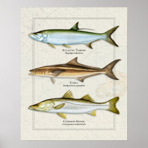 Affiche Tarpon, Cobia, Trio Snook
