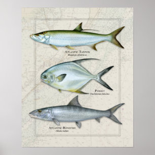 Affiche Tarpon, Permis, Trio Bonefish