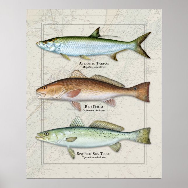 Affiche Tarpon, Tambour rouge, trio truite de mer (Devant)
