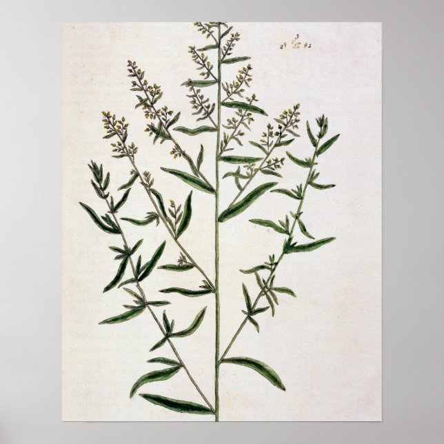 Affiche Tarragon, plate 116 from 'A Curious Herbal', publi (Devant)