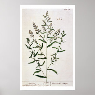 Affiche Tarragon, plate 116 from A Curious Herbal, publi
