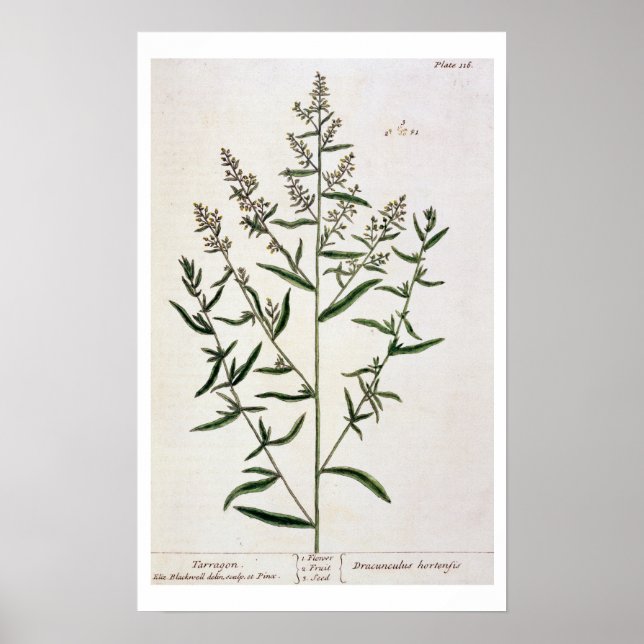 Affiche Tarragon, plate 116 from A Curious Herbal, publi (Devant)