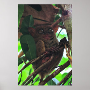 Affiche Tarsier