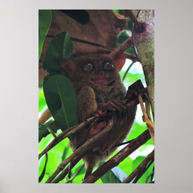 Affiche Tarsier (Devant)