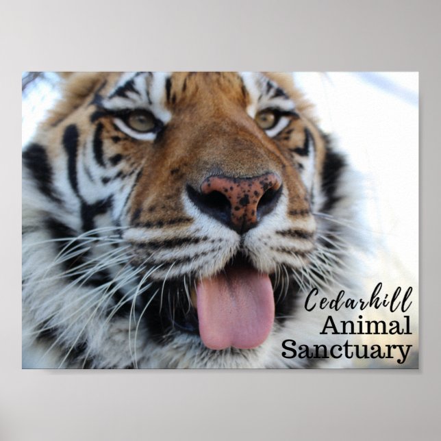 Affiche Tashara3 (Devant)