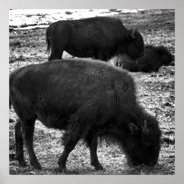 Affiche Tatanka (Devant)