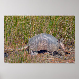 Affiche Tatou, Bear Island Wildlife Area, S. Caroline