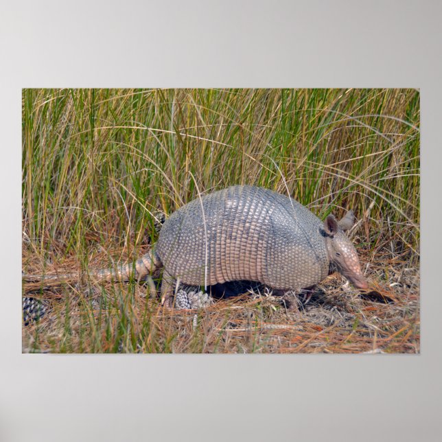 Affiche Tatou, Bear Island Wildlife Area, S. Caroline (Devant)