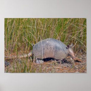 Affiche Tatou, Bear Island Wildlife Area, S. Caroline