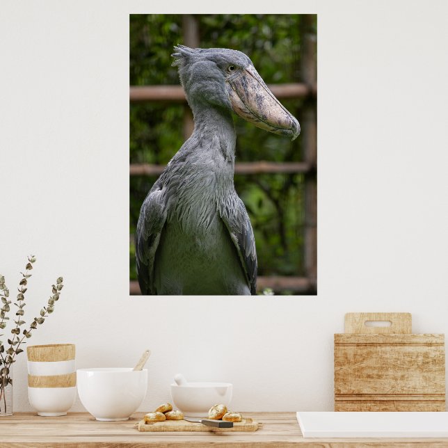 Affiche Taupe (Balaeniceps rex) (Cuisine)