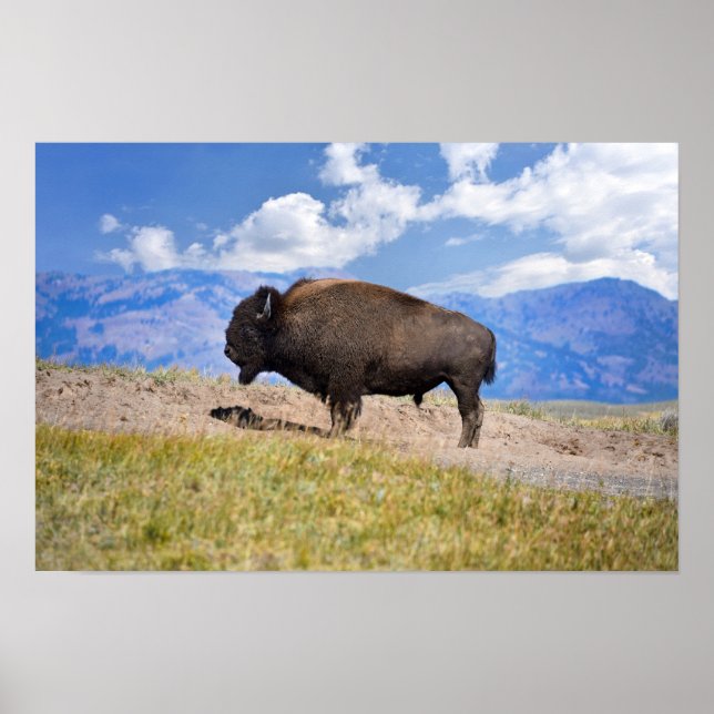 Affiche Taureau de bison posant, vallée de Hayden, Yellows (Devant)