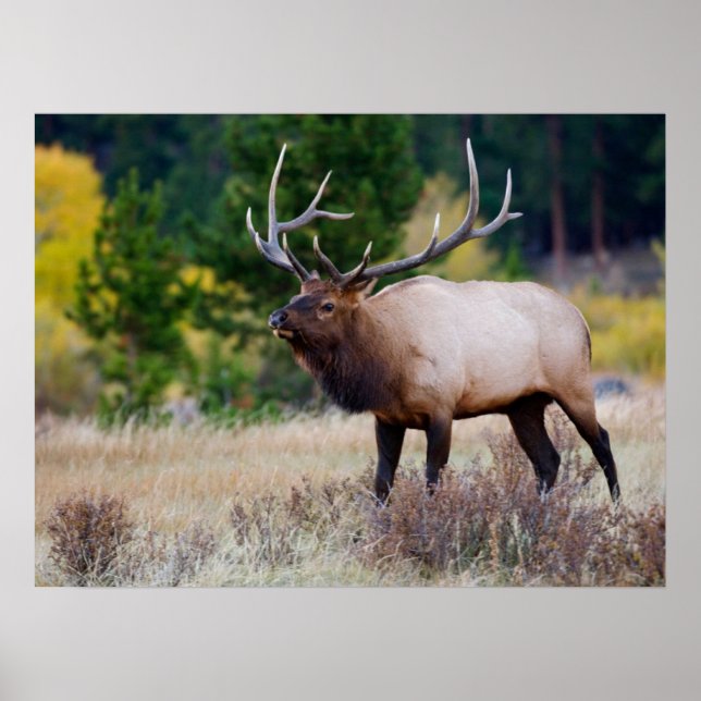 Affiche Taureau & Trembles | Parc national de Rocky Mounta (Devant)