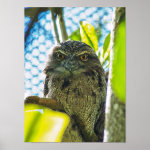 Affiche Tawny n'est pas un hibou