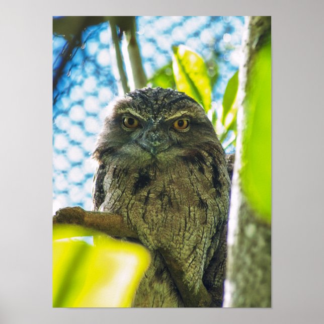 Affiche Tawny n'est pas un hibou (Devant)