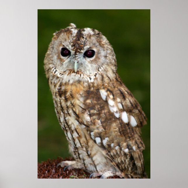 Affiche Tawny Owl (Devant)