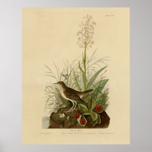 Affiche Tawny Thrush (Veery) - Audubon's Birds of America