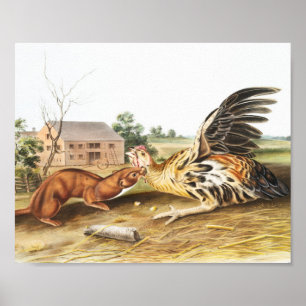 Affiche Tawny Weasel (Putorius fuscus) Illustration