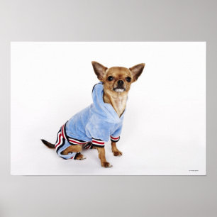 Affiche Teacup Chihuahua