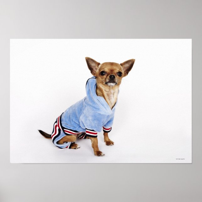 Affiche Teacup Chihuahua (Devant)