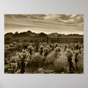 Affiche Teddy Bear Cactus