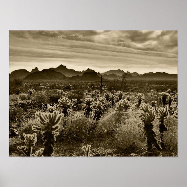 Affiche Teddy Bear Cactus (Devant)