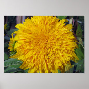 Affiche Teddy Bear Sunflower