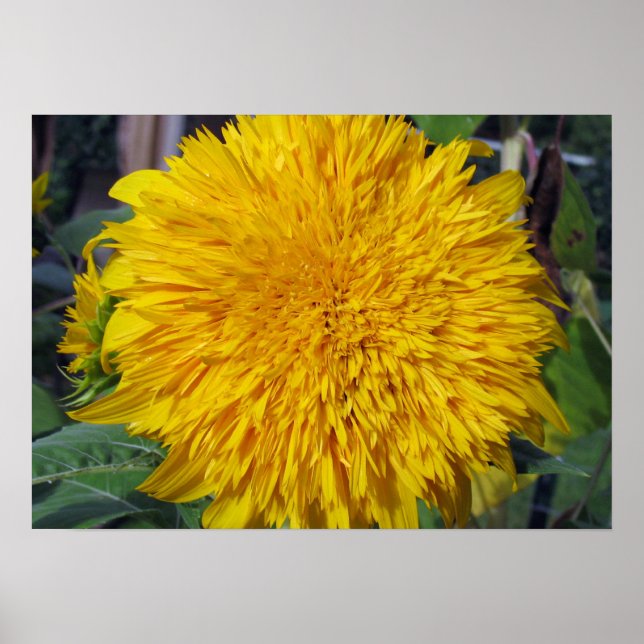 Affiche Teddy Bear Sunflower (Devant)