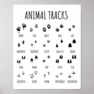 Affiche Tee Nature Explorer Empreintes Animales Pour Campi