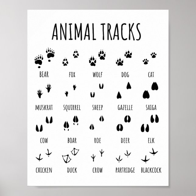 Affiche Tee Nature Explorer Empreintes Animales Pour Campi (Devant)
