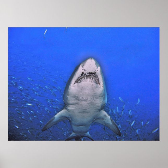 Affiche Teeth of the Sand Tiger (Devant)